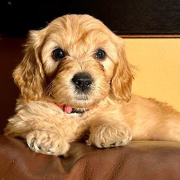 Katy - Goldendoodle