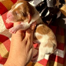 Daisy - Piebald female Dachshund puppy in Deming, New Mexico from FoxieDoxies of New Mexico