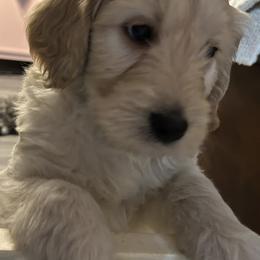 Bernedoodle Puppies from Nana’s Doodles
