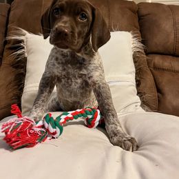 German Shorthaired Pointer puppies from Chapman Bird Dogs