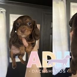 Sadie - Chocolate and tan female Dachshund puppy in Coatesville, Indiana from ADH Dachshunds