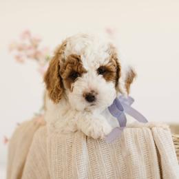 Goldendoodle Puppies from Dashing Doodle Pups