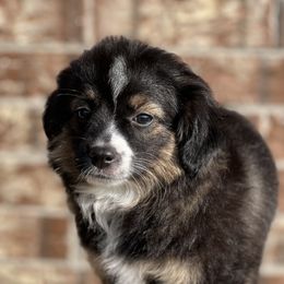 Miniature Australian Shepherds and Toy Australian Shepherds from R & W Aussies