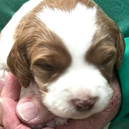 Pink boy 6 - Orange and white male Brittany puppy in Floyd Knobs, Indiana from Cross Creek Brittanys