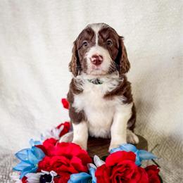 Shasta - White and red female Bordoodle puppy in Elizabeth City, North Carolina from Howdy Doodles