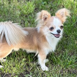 Chihuahua Puppies from So Sweet Chihuahuas