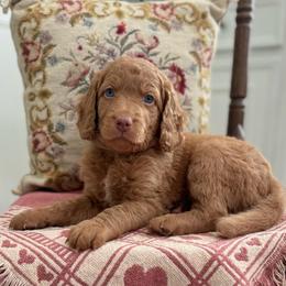 GoodLuck Bear- Green Collar - Red  male Goldendoodle puppy in Bay City, Texas from Charming Doods Goldendoodles