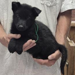 Boy 1 Green - Black male German Shepherd puppy in Lake George, Colorado from High Country German Shepherds