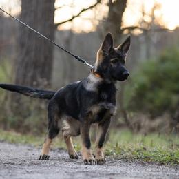 German Shepherd Puppies from Zwinger Vom Rabenauge
