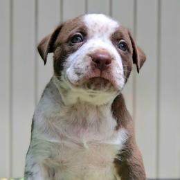 Chocolate Ticked Male - Chocolate tri-color male American Bully puppy in Lexington, Kentucky from Deuce's Den