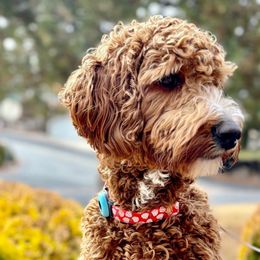 Judy - Cavapoo