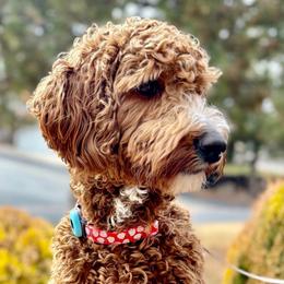 Judy - Cavapoo