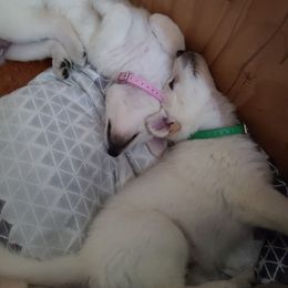 German Shepherd Puppies from Arctic Argonauts