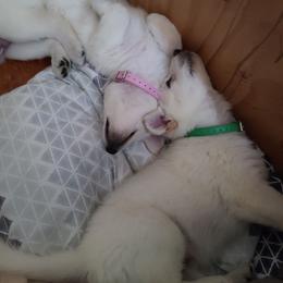 German Shepherd Puppies from Arctic Argonauts