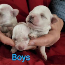 Bichon Frise, Russell Terrier, and Shetland Sheepdog Puppies from Mountain Ash Farms