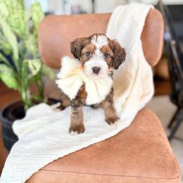 Iris - Sable female Bernedoodle puppy in Buda, Illinois from Hamilton Farm Doodles