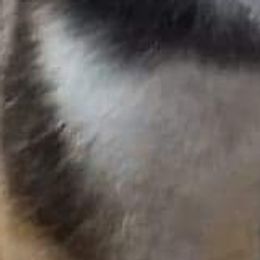 Sammy - Shiba Inu