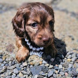 Beans - Cream female Dachshund puppy in Grants Pass, Oregon from Treasure Dachshunds