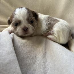 Megara - Liver and white female Shih Tzu puppy in Las Vegas, Nevada from Vegas Shih Tzus