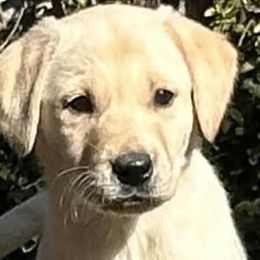 English Cocker Spaniels and Labrador Retrievers from Blue Clay Kennels, LLC.