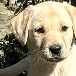English Cocker Spaniels and Labrador Retrievers from Blue Clay Kennels, LLC.