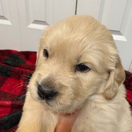 Donner - Light golden male Golden Retriever puppy in Seville, Ohio from Retriever Ranch