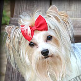 Biewer Terriers and Yorkshire Terriers from Dreamy Pups