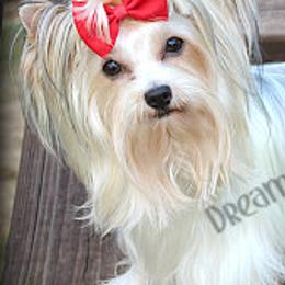 Biewer Terriers and Yorkshire Terriers from Dreamy Pups