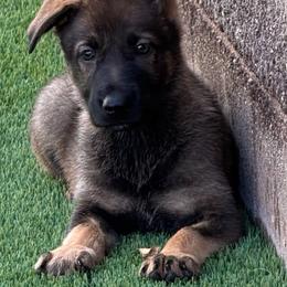 Pup 2 - Sable female German Shepherd puppy in Surprise, Arizona from Vom Wustefeuer German Shepherds