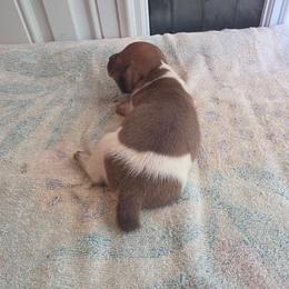 Dapple Pie Boy - Dapple male Dachshund puppy in Crab Orchard, Kentucky from Lucy’s legacy dachshunds