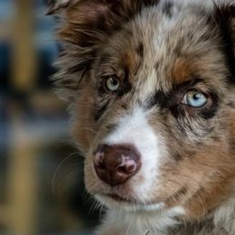 Australian Shepherds from Supernatural Aussies