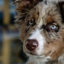 Australian Shepherds from Supernatural Aussies