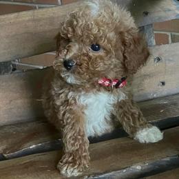 Cooper - Brown male Poodle puppy in Plano, Texas from Dogs lovers