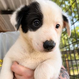 Hazel - Female - Black and white female Border Collie puppy in Avery, Texas from Willa Creek Border Collies