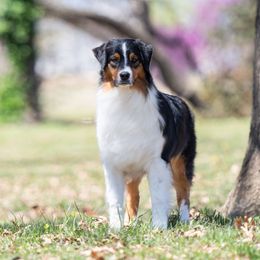 Zap - Australian Shepherd