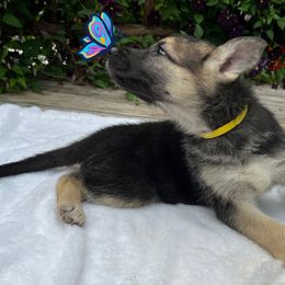 German Shepherd Puppies from Pocono GSD