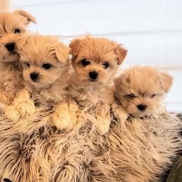 Maltipoo Puppies from Meadowlark Maltipoos
