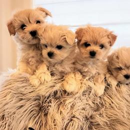 Maltipoo Puppies from Meadowlark Maltipoos