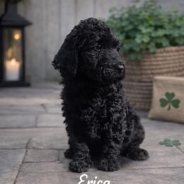 Erica Sinclair - Black female Bernedoodle puppy in Bennett, Colorado from Darling Paws, LLC