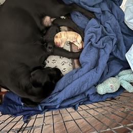 Labrador Retriever and Pembroke Welsh Corgi Puppies from Burress Family Farm and Kennels
