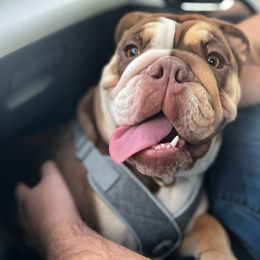 Bulldog and French Bulldog Puppies from JuneBug Bullies