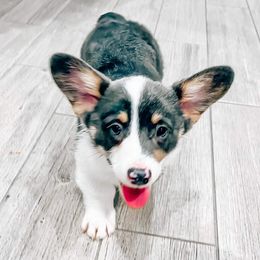American Corgi and Pembroke Welsh Corgi Puppies from Sunray Ranch