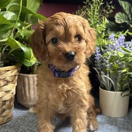 Audrey - Red female Cavapoo puppy in Grove, Oklahoma from Rocky Oak Cavaliers & Biewer Terriers LLC