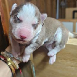 Rusty - Red and white male Siberian Husky puppy in Springfield, Massachusetts from 16acreshuskies