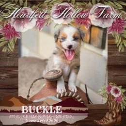 Buckle - Blue merle female Australian Shepherd puppy in Keyser, West Virginia from Heartfelt Hollow Farm