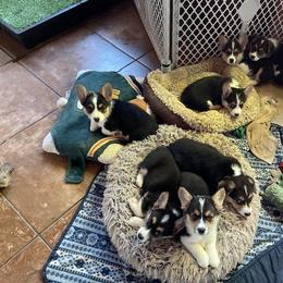 Pembroke Welsh Corgi Puppies from Karen Popp's Pembroke Welsh Corgis