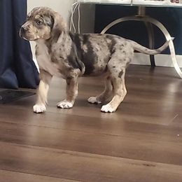 Catahoula Leopard Dog Puppies from ZM Catahoulas