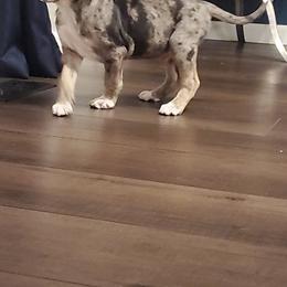 Catahoula Leopard Dog Puppies from ZM Catahoulas