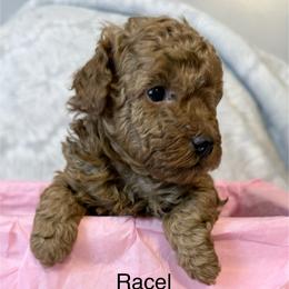 Poodle puppies from Alpha Tiny Paws