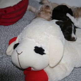 Australian Labradoodle Puppies from Windsor Creek Labradoodles